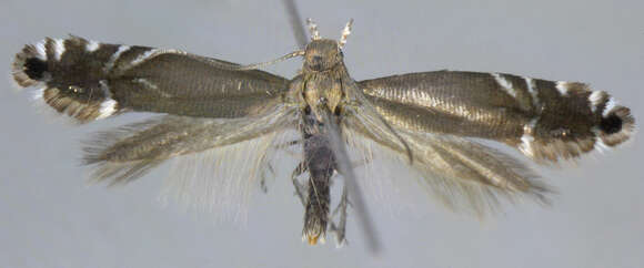 Image of Glyphipterix simpliciella Stephens 1834