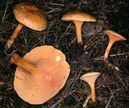 Imagem de Hygrophoropsis aurantiaca (Wulfen) Maire 1921