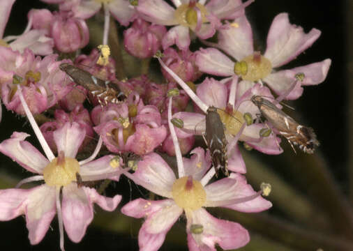 Image of Glyphipterix simpliciella Stephens 1834