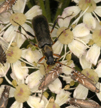 Image of Grammoptera ruficornis (Fabricius 1781)