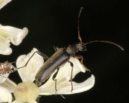 Image of Grammoptera ruficornis (Fabricius 1781)