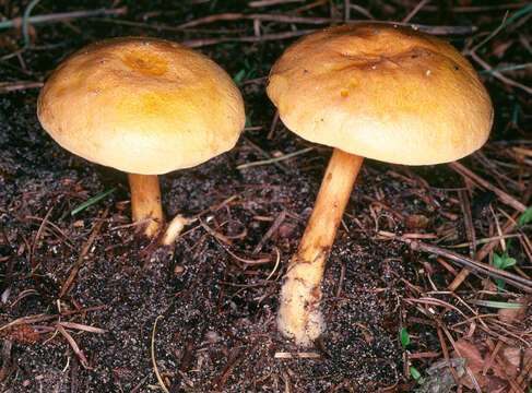 Image of Hygrophoropsis aurantiaca (Wulfen) Maire 1921