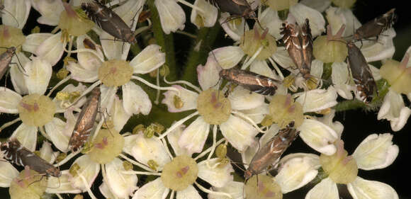 Image of Glyphipterix simpliciella Stephens 1834