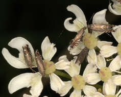 Image of Glyphipterix simpliciella Stephens 1834