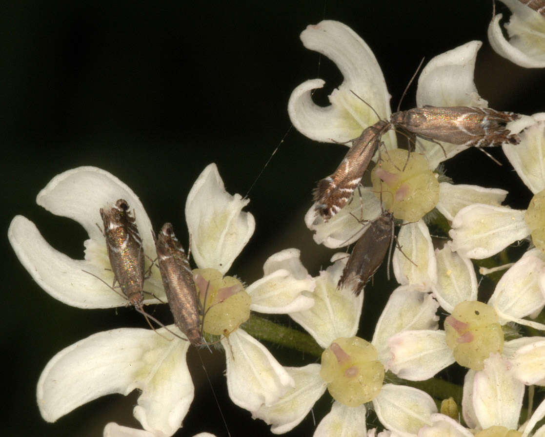 Слика од Glyphipterix simpliciella Stephens 1834