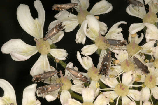 Image of Glyphipterix simpliciella Stephens 1834