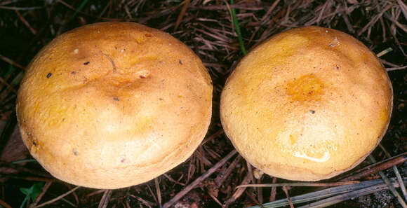 Image of Hygrophoropsis aurantiaca (Wulfen) Maire 1921