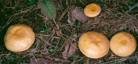 Imagem de Hygrophoropsis aurantiaca (Wulfen) Maire 1921