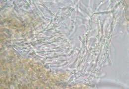 Image of Schizophyllum amplum (Lév.) Nakasone 1996