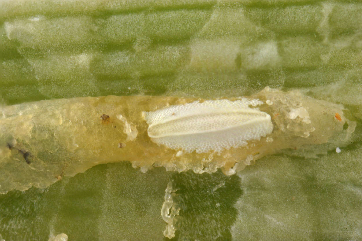 Sivun Botanophila dissecta (Meigen 1826) kuva