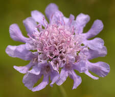 Image of dove pincushions