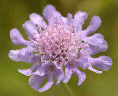 Image of dove pincushions