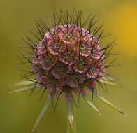 Image of dove pincushions