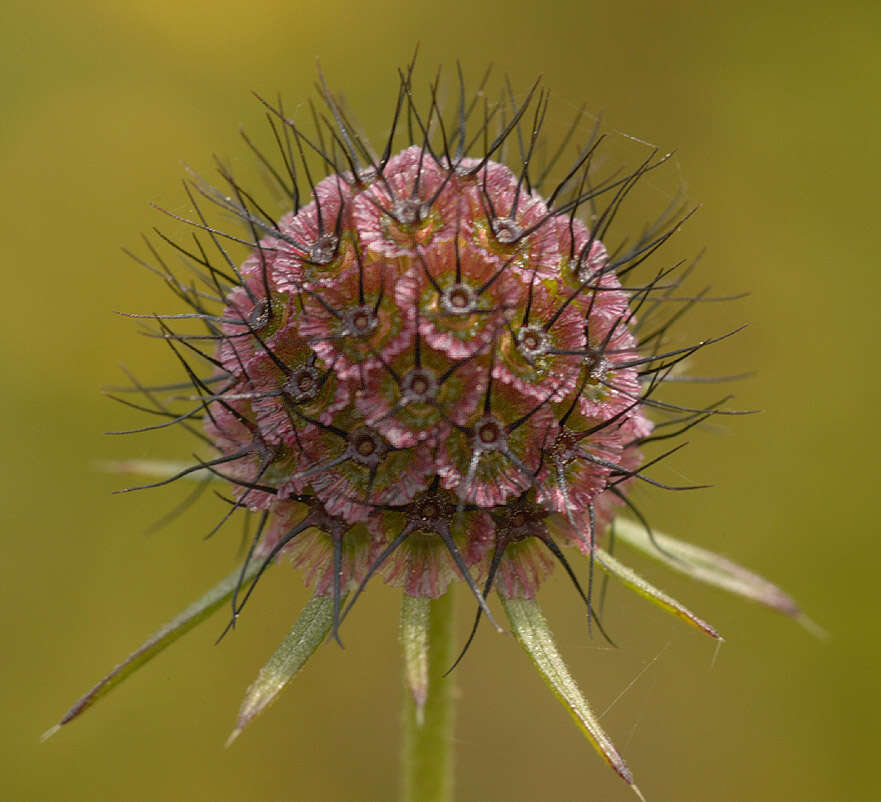 Image of dove pincushions