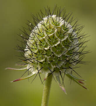 Image of dove pincushions