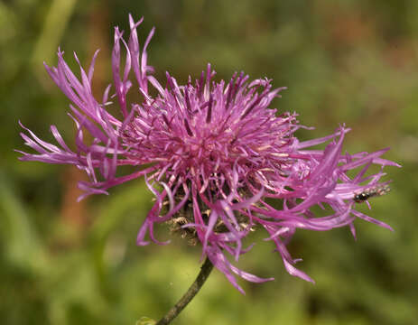 Centaurea scabiosa subsp. scabiosa的圖片