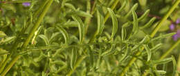 Image of Centaurea scabiosa subsp. scabiosa