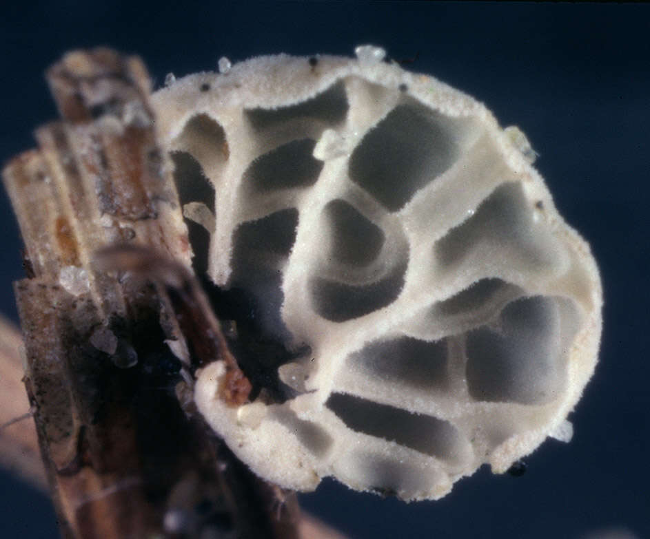 Image of Campanella caesia Romagn. 1981