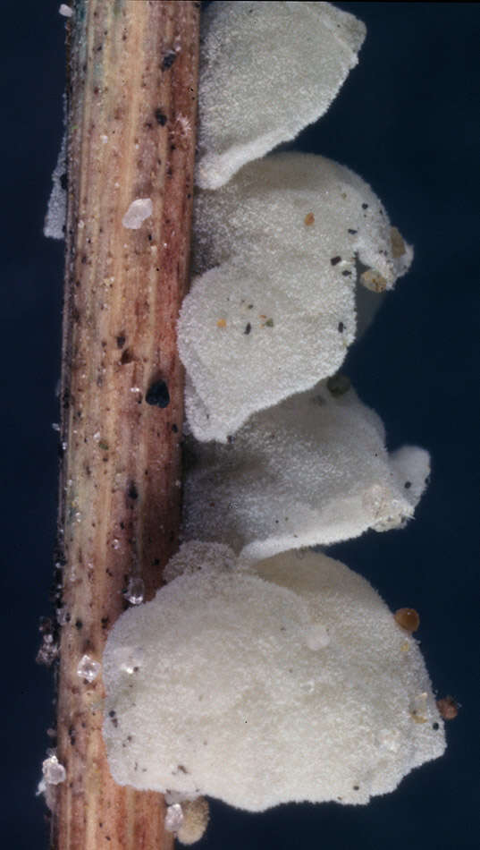 Image of Campanella caesia Romagn. 1981