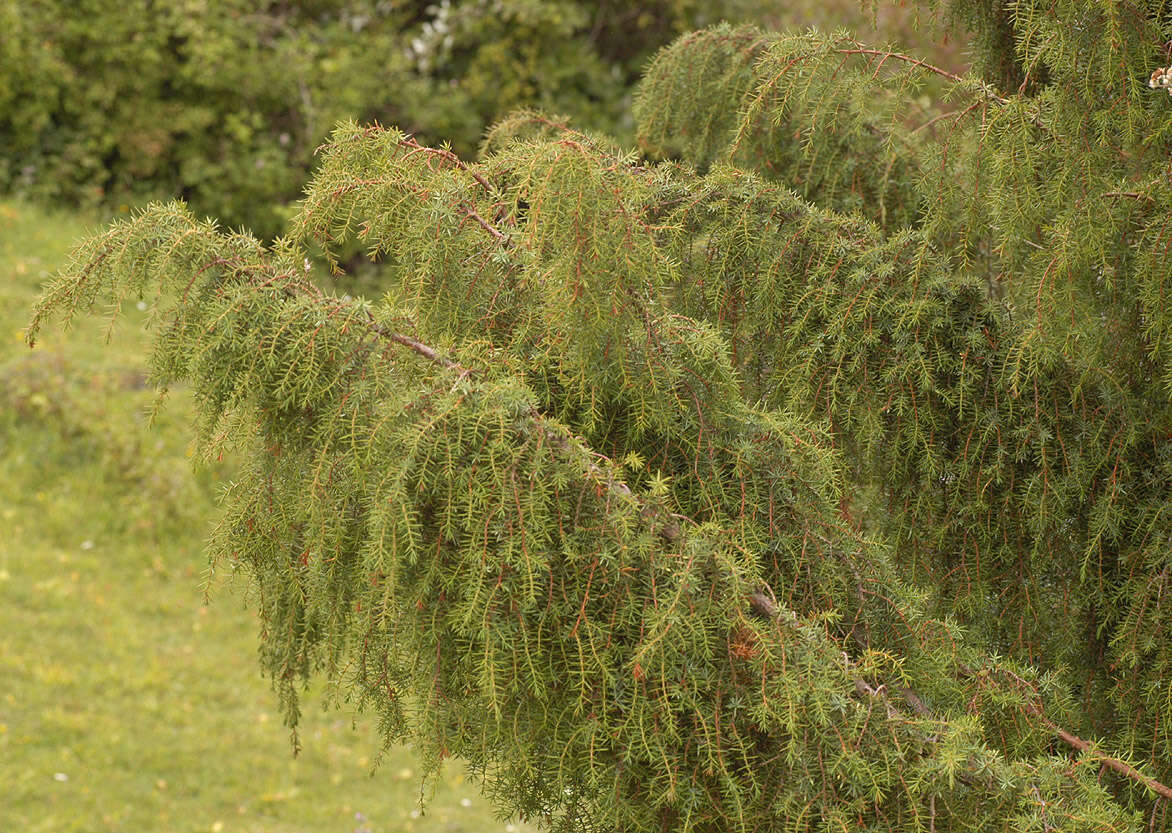 Imagem de Juniperus communis var. communis