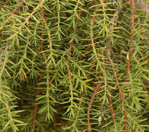 Imagem de Juniperus communis var. communis