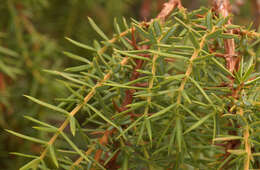 Imagem de Juniperus communis var. communis