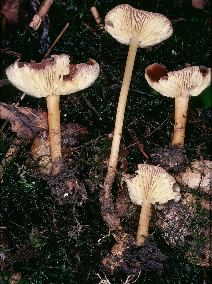 Image of Gymnopus ocior (Pers.) Antonín & Noordel. 1997