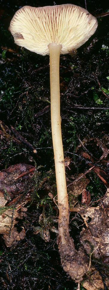 Image of Gymnopus ocior (Pers.) Antonín & Noordel. 1997