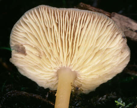 Image of Gymnopus ocior (Pers.) Antonín & Noordel. 1997