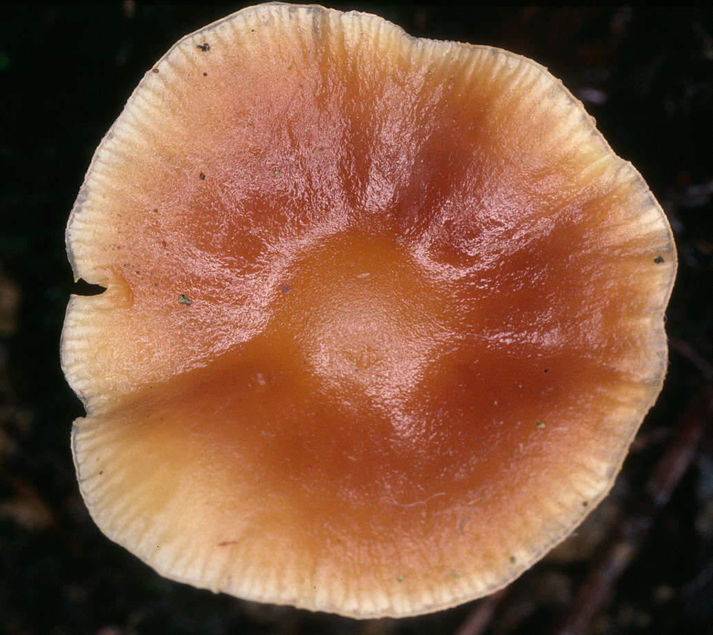 Image of Gymnopus ocior (Pers.) Antonín & Noordel. 1997