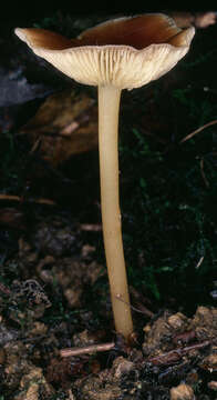 Image of Gymnopus ocior (Pers.) Antonín & Noordel. 1997