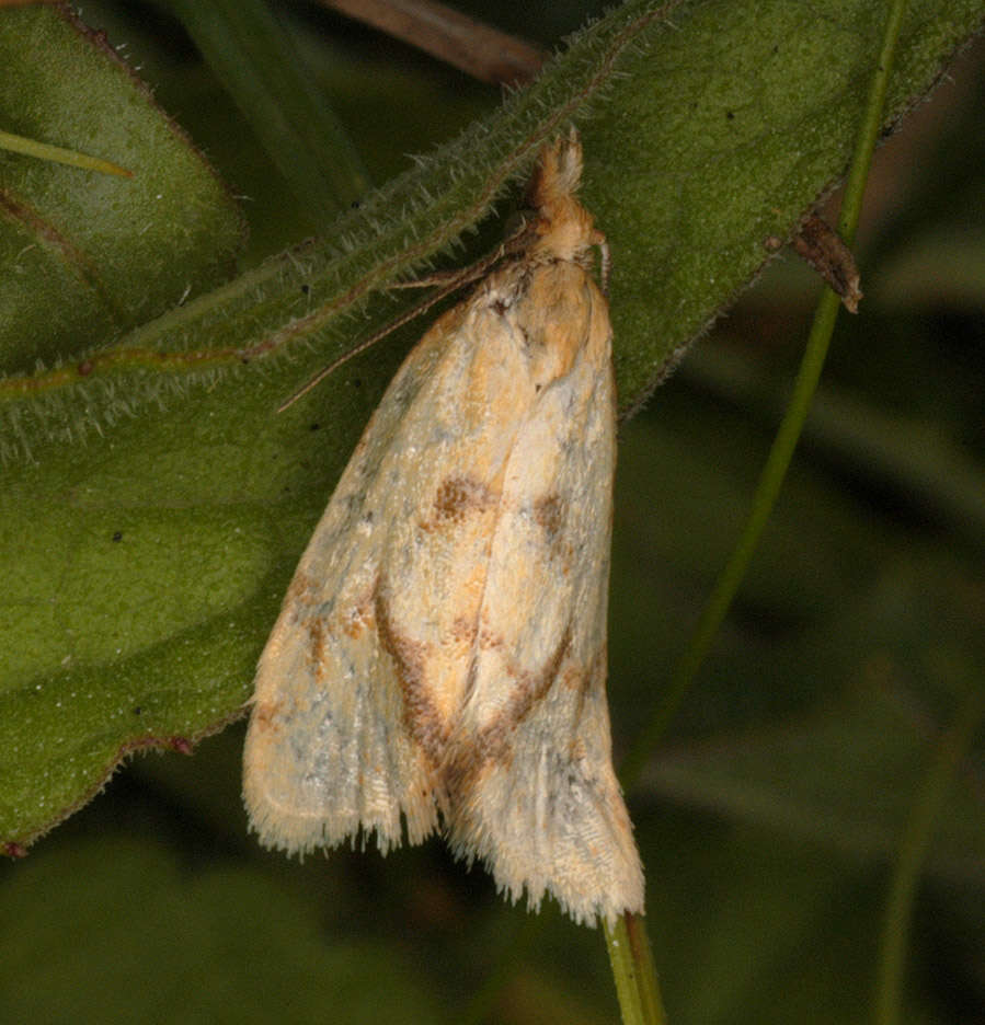 Image of Agapeta hamana Linnaeus 1758