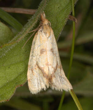 Image of Agapeta hamana Linnaeus 1758