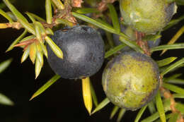 Imagem de Juniperus communis var. communis