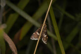 Image de Pyrausta nigrata Scopoli