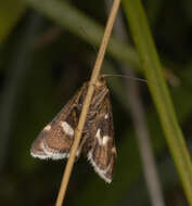 Imagem de Pyrausta nigrata Scopoli