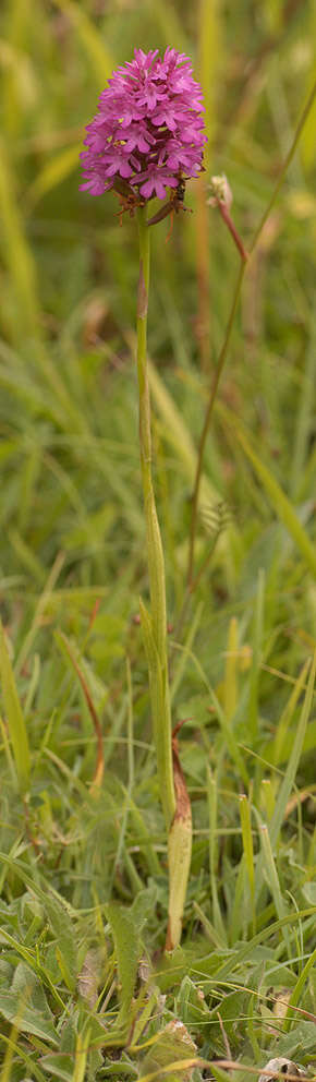 Image of Pyramidal orchid