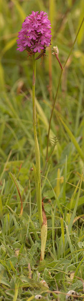 Image de Orchis pyramidal