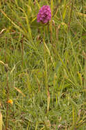 Image of Pyramidal orchid