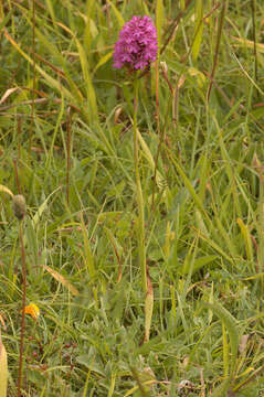 Image of Pyramidal orchid