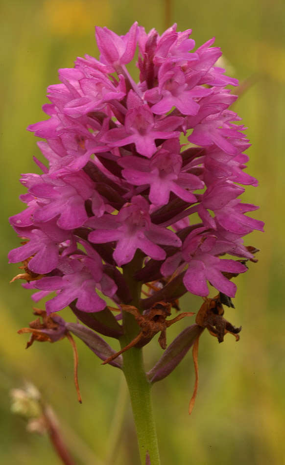 Image of Pyramidal orchid