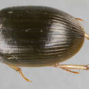 Image of Hydrobius fuscipesrottenbergiisubrotundus