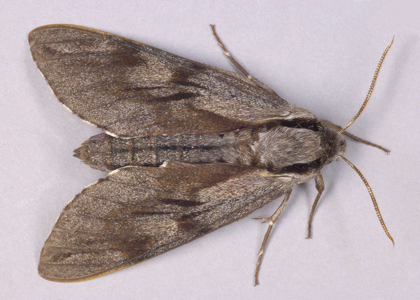 Image of Pine hawkmoth