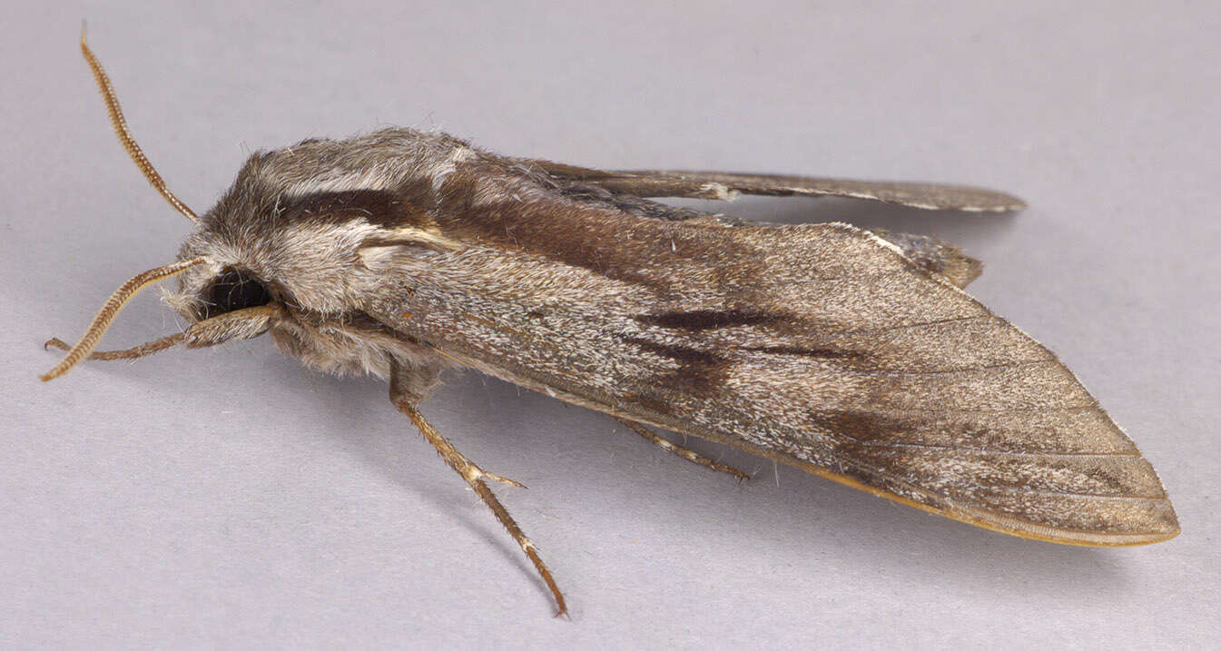 Image of Pine hawkmoth