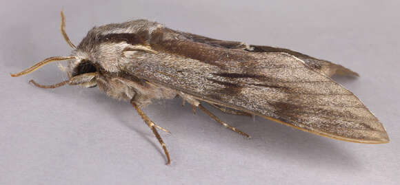 Image of Pine hawkmoth