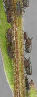 Image of Uroleucon (Uromelan) jaceae (Linnaeus 1758)