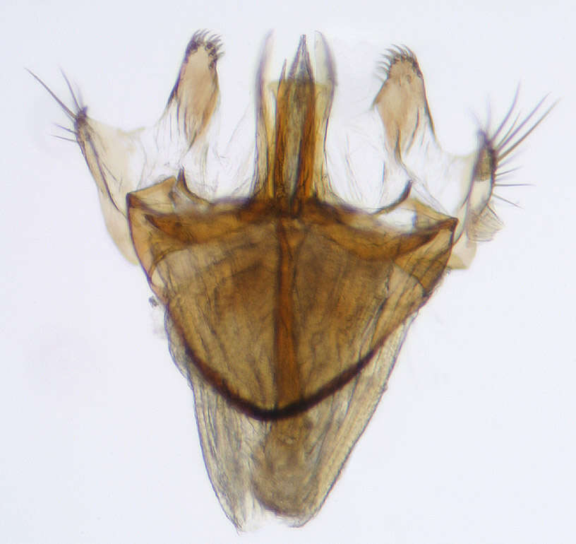 Image of Drosophila obscura Fallen 1823
