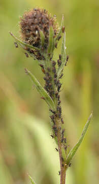 Image of Uroleucon (Uromelan) jaceae (Linnaeus 1758)