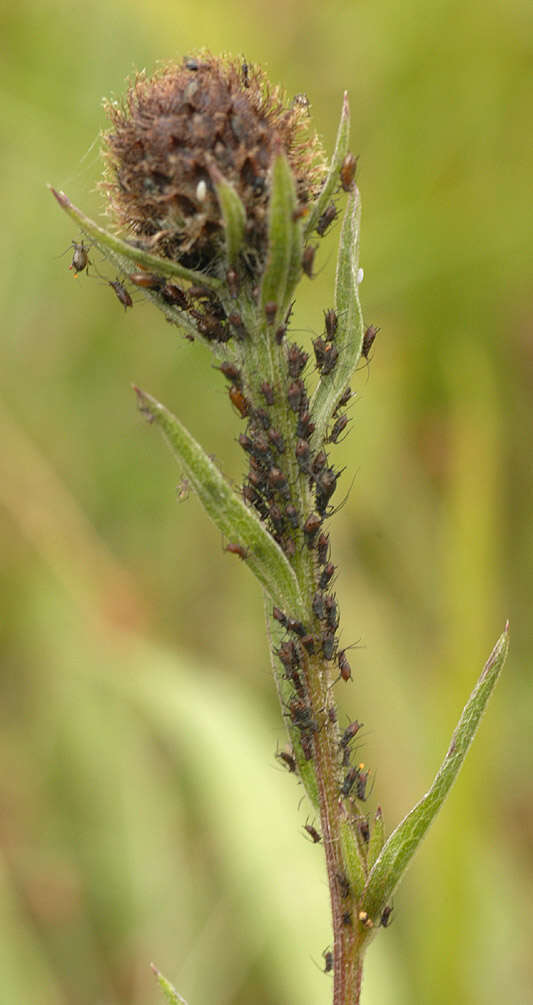 Image of Uroleucon (Uromelan) jaceae (Linnaeus 1758)