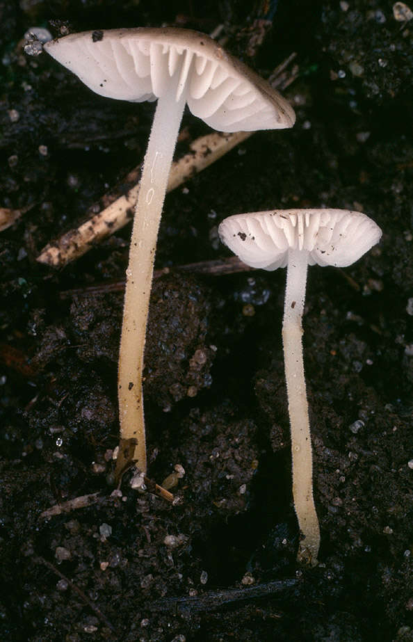 Image of Strobilurus tenacellus (Pers.) Singer 1962